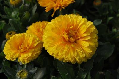 Calendula  'Lemon Twist'