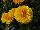 Thompson & Morgan: Calendula  'Lemon Twist' 