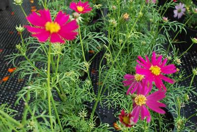 Cosmos  'Hot Pink'