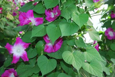 Ipomoea  'Split Personality'