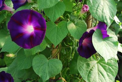 Ipomoea  'Star of Yelta'