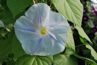 Ipomoea  'Persian Star'