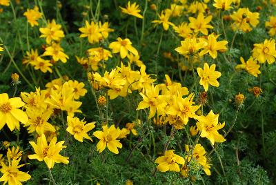 Bidens  'Gold Nuggets'
