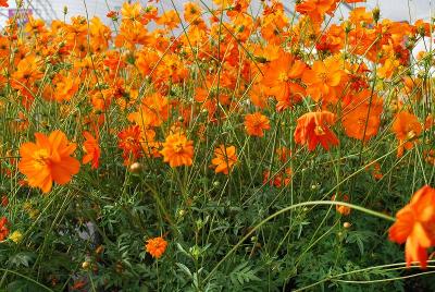 Cosmos  'Tango'