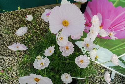 Cosmos Cupcakes 'White'