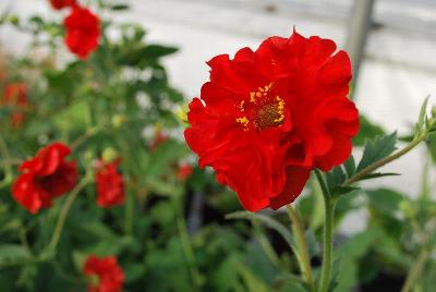  Geum Blazing Sunset 