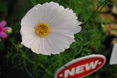 Cosmos Cupcakes 'White'