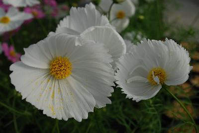 Cosmos Cupcakes 'White'