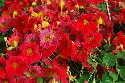  Tropaeolum 'Alaska Raspberry'