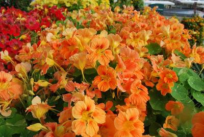  Tropaeolum Alaska Apricot 