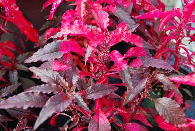 Amaranthus  'Molten Fire'