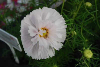 Cosmos Cupcakes 'Blush'