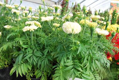 Tagetes  'Ivory'