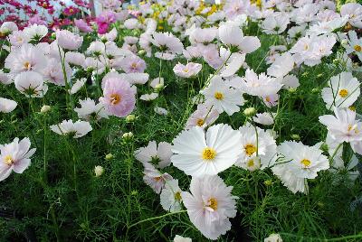 Cosmos Cupcakes 'Blush'