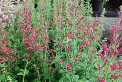 Agastache  'Raspberry Daiquiri'