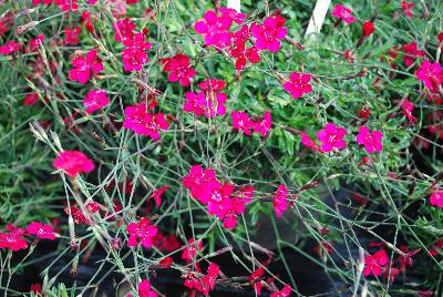  Dianthus Red Gem 