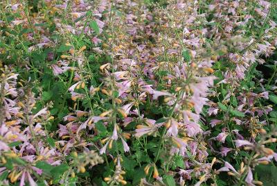  Agastache Lavender Martini 