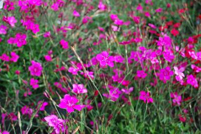  Dianthus Pink Gem 