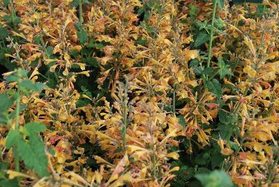 Agastache  'Peach Margarita'