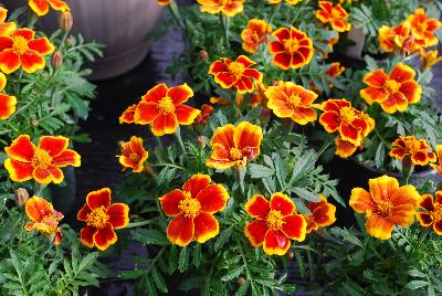  Tagetes Amber Glow 