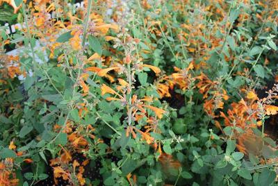 Agastache  'Apricot Sprite'