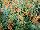 Thompson & Morgan: Agastache  'Apricot Sprite' 