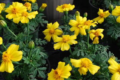  Tagetes Sunshine 