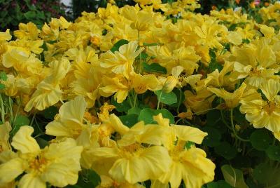  Tropaeolum Double Delight Cream 