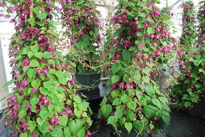 Rhodochiton  'Bell Vine'