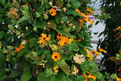  Thunbergia Golden Eyes 