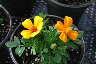 Tagetes  'Bambino'