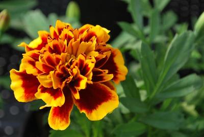 Tagetes  'Colossus'