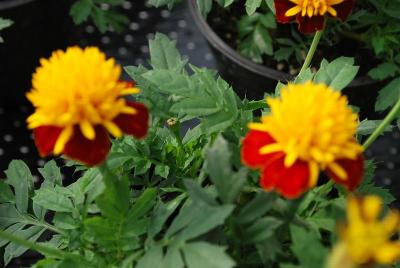 Tagetes  'Solan'