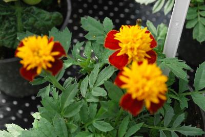 Tagetes  'Solan'