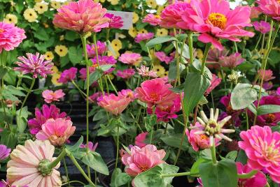 Zinnia  'Art Deco'