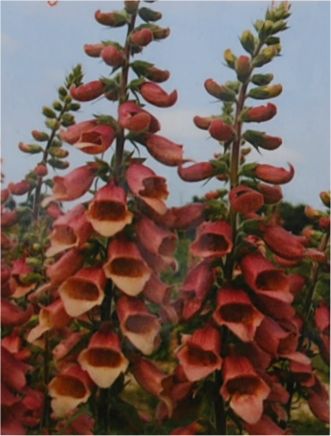 Digitalis PolkaDot 'Pippa'