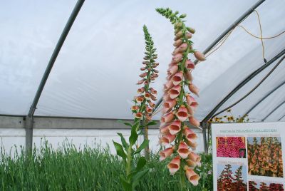 PolkaDot Digitalis Polly 