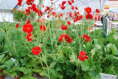 Geum  'Blazing Sunset'