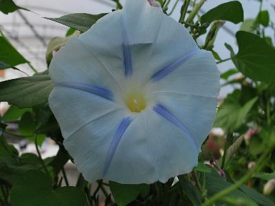  Ipomoea Persian Star 