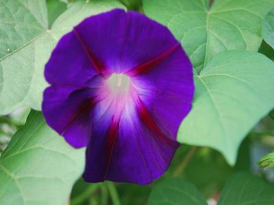  Ipomoea Star of Yelta 