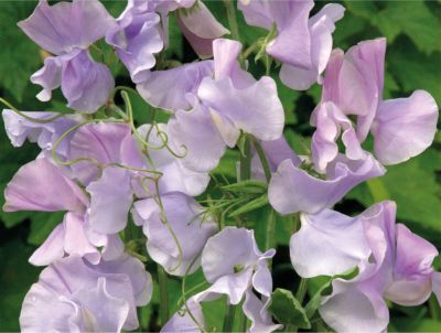  Lathyrus odoratus Ballerina Blue 