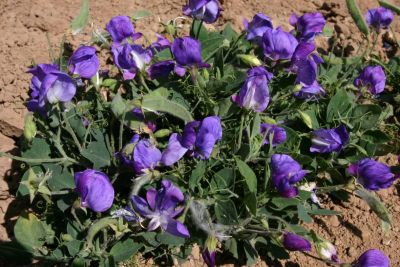 Lathyrus  'Cupid Blue'