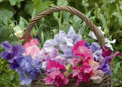 Lathyrus  'Sweet Dreams'