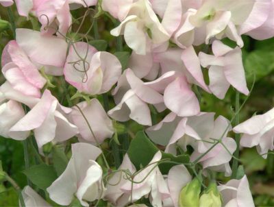  Lathyrus odoratus White Flush Rose 