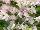 Thompson & Morgan: Lathyrus odoratus 'White Flush Rose' 