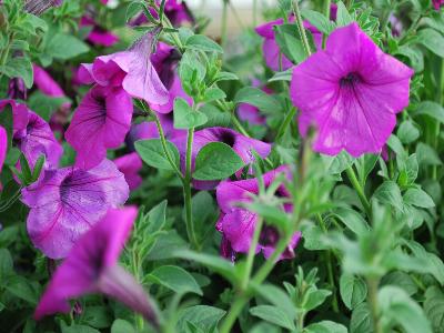  Petunia Tickled Pink 