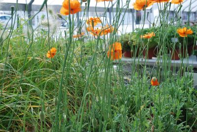 Papaver  'Tangerine Gem'