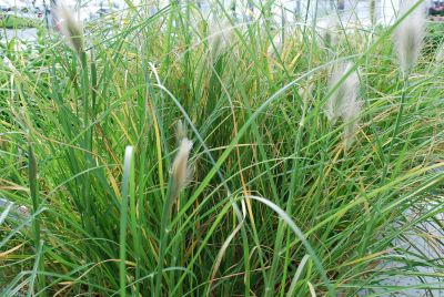  Pennisetum villosum Cream Falls 