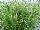 Thompson & Morgan: Pennisetum villosum 'Cream Falls' 