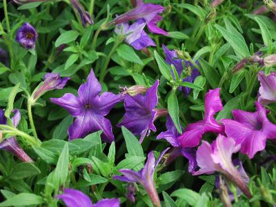  Petunia hybrida Sparklers 